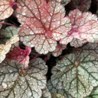 Red and green leaves with water droplets