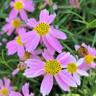 Close-up of bright pink flowers with yellow centers