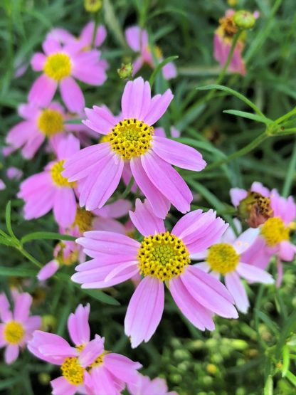Close-up of bright pink flowers with yellow centers