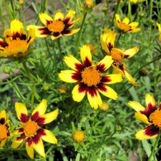 Yellow flowers with dark red middles and golden yellow centers