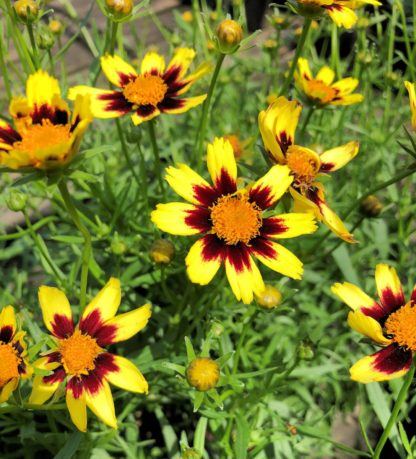 Yellow flowers with dark red middles and golden yellow centers