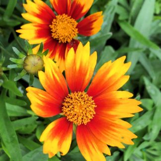 Yellow flowers with ring of red middles and yellow centers