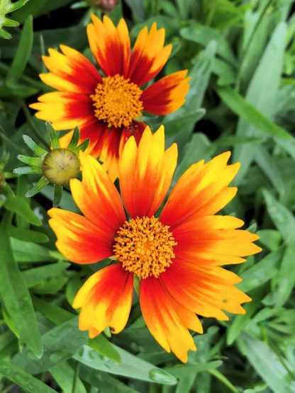 Yellow flowers with ring of red middles and yellow centers