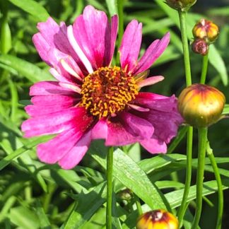 Close-up of bright pink flower with yellow center