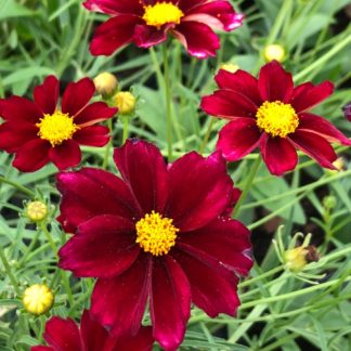 Close-up of velvet-red flowers with yellow centers