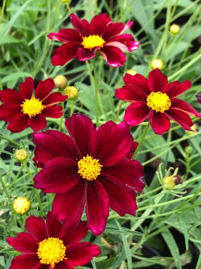 Close-up of velvet-red flowers with yellow centers