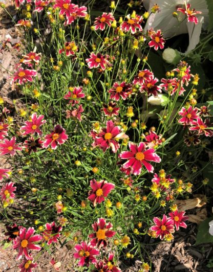Masses of red flowers with white tips and golden yellow center