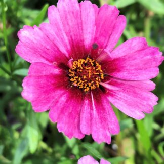 Close-up of bright pink flower with yellow center