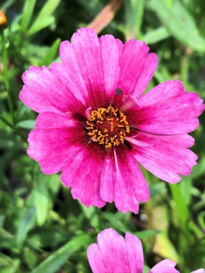 Close-up of bright pink flower with yellow center