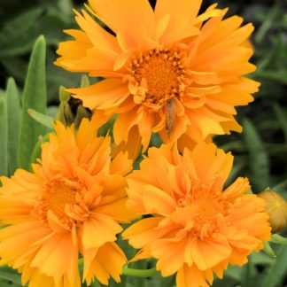 Close-up of yellow flowers with yellow centers