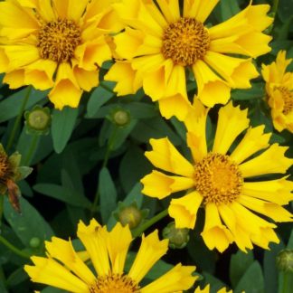 Close-up of golden yellow flowers with yellow centers