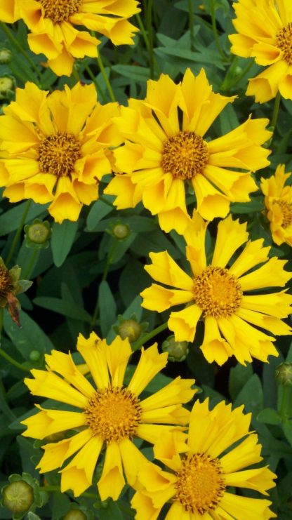 Close-up of golden yellow flowers with yellow centers