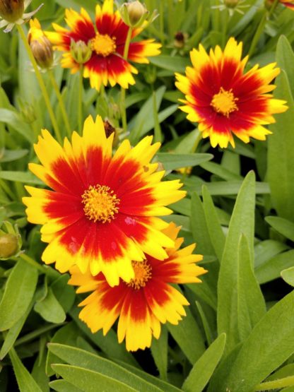 Yellow flowers with red ring around center of yellow