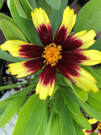 yellow red coreopsis