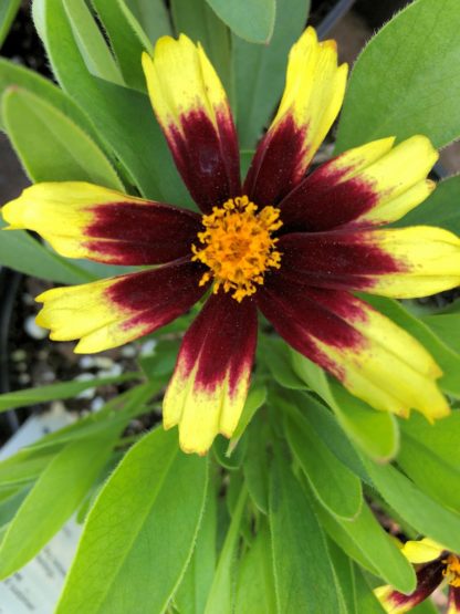 Close-up of yellow flower with red ring around golden center surrounded by green leaves