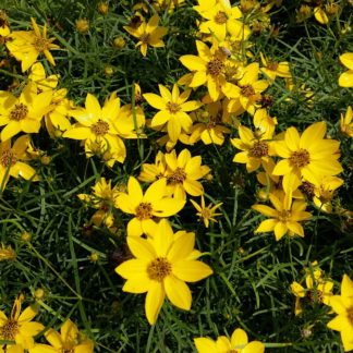 Masses of golden yellow flowers with tiny golden centers