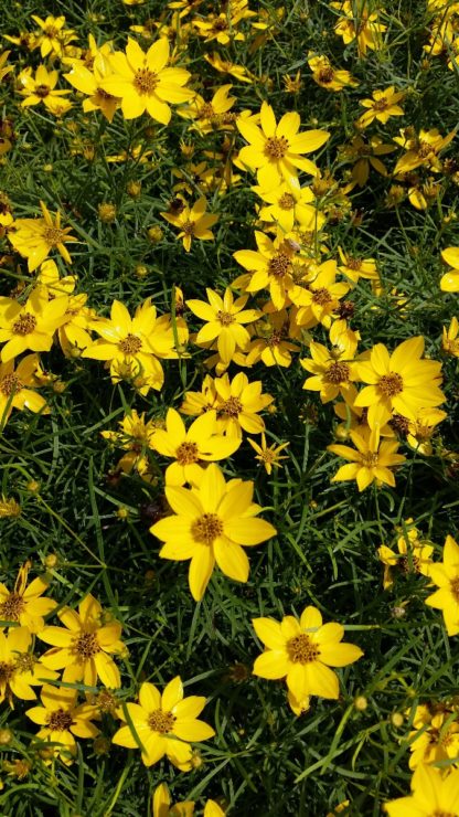 Masses of golden yellow flowers with tiny golden centers