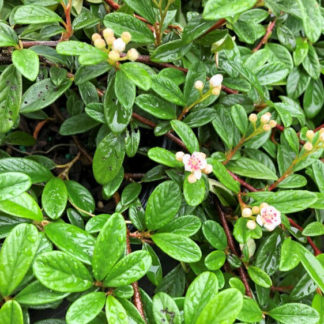 Small, wet, green leaves and tiny white flower buds