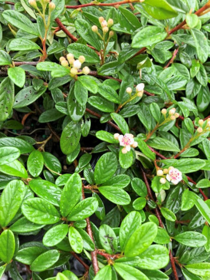 Small, wet, green leaves and tiny white flower buds