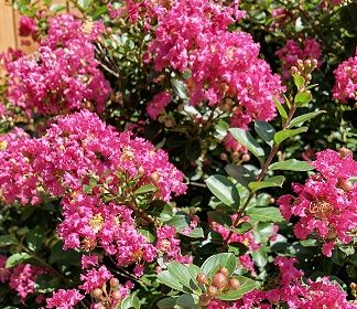 Crape Myrtle