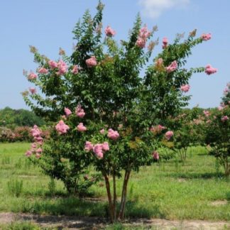 Light pink flowers on multi-stemmed tree in field