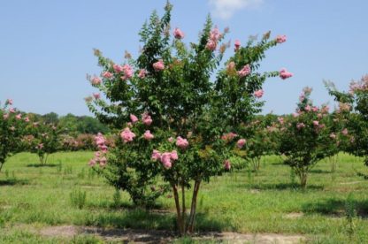 Light pink flowers on multi-stemmed tree in field