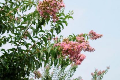 Light pink flowers on tips of tree branches