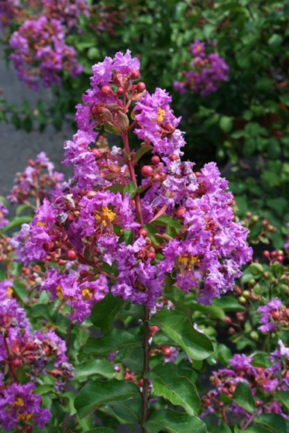 Close-up of bright purple flowers on tree branch