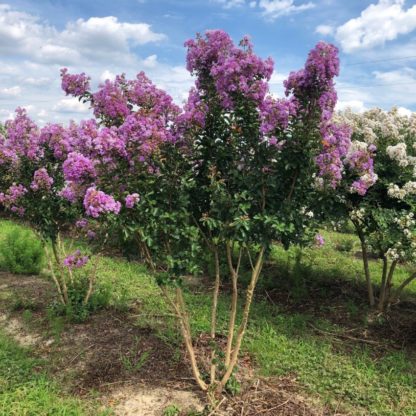 Purple flowers on multi-stemmed tree in field