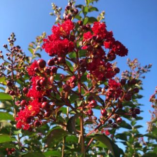 Close-up of bright red flowers on tree branch