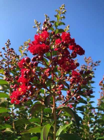 Close-up of bright red flowers on tree branch