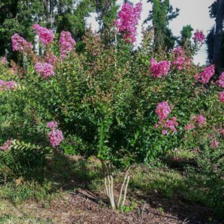 Purple flowers on multi-stemmed tree in garden