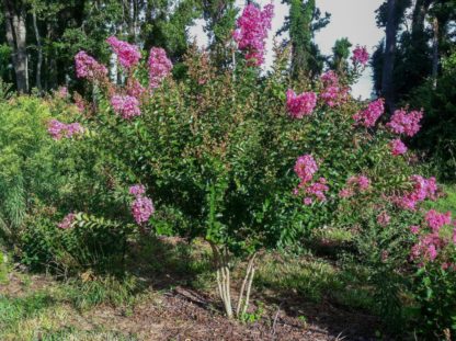 Purple flowers on multi-stemmed tree in garden