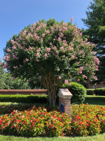 Purple flowers on multi-stemmed tree surrounded by a garden of red flowers by a brick entrance