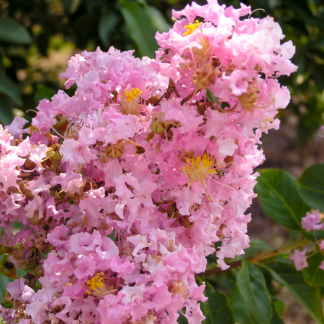 Close-up of light-purple flowers on tree branch