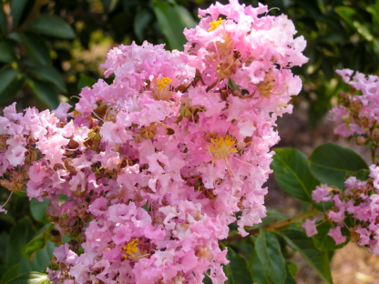 pink crape myrtle muskogee flowers