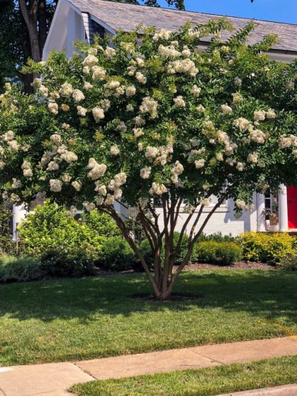 White flowers on multi-stemmed tree in front of house