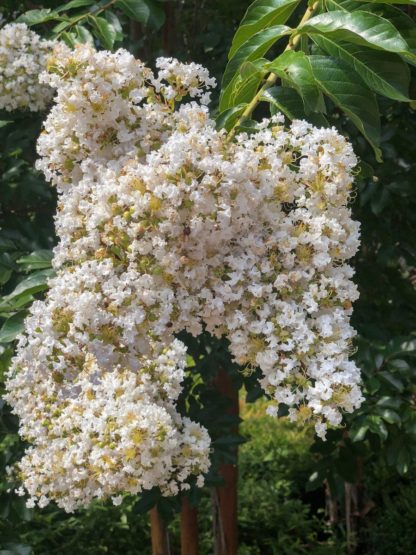 Close-up of white flowers on tree branch