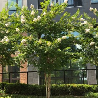 White flowers on multi-stemmed tree in front of building