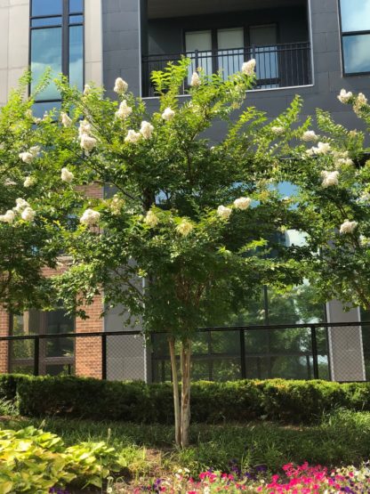 White flowers on multi-stemmed tree in front of building