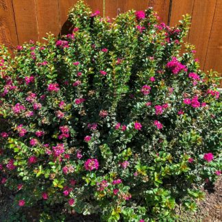 Pink blooming shrub in front of wooden fence