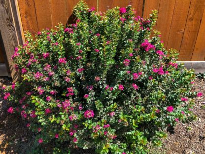 Pink blooming shrub in front of wooden fence