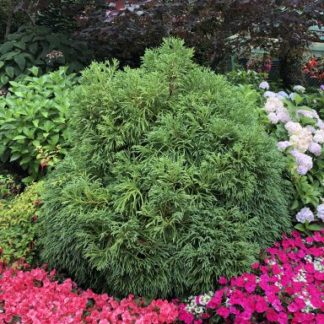 Compact, round shrub with fern-like needles planted in garden surrounded by pink flowers