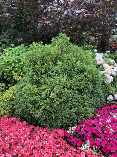Compact, round shrub with fern-like needles planted in garden surrounded by pink flowers