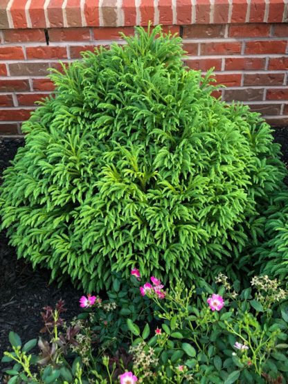 Compact, round shrub with fern-like needles in garden by brick wall