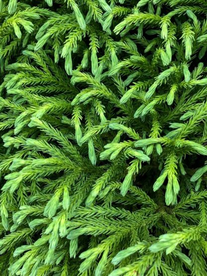 Detail of fern-like needles on a plant