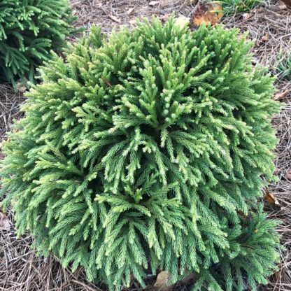Compact, round shrub with fern-like needles in garden