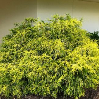 Rounded shrub with soft, loose, drooping yellow and green needles planted in mulch