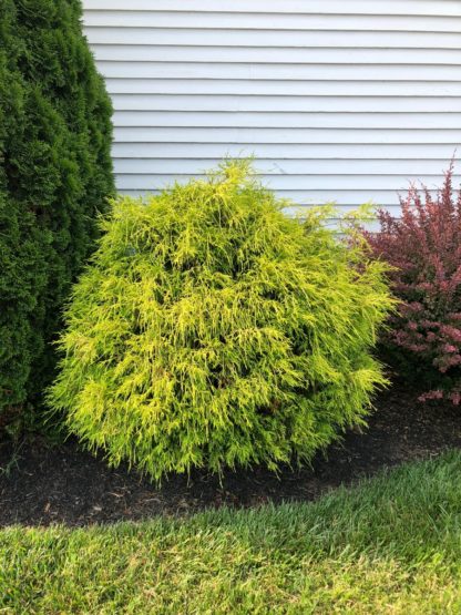 Rounded shrub with soft, loose, drooping yellow and green needles planted in mulch by house