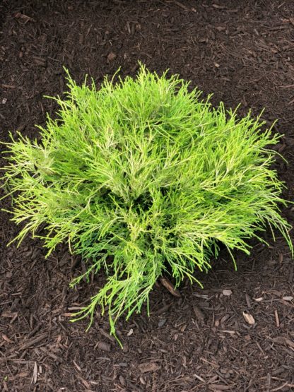 Small shrub with lacy, green-yellow, evergreen foliage in mulch